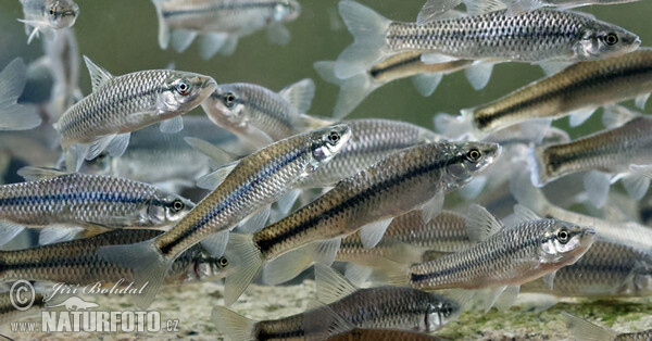 Topmouth Gudgeon (Pseudorasbora parva)