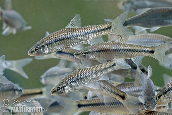 Topmouth Gudgeon (Pseudorasbora parva)