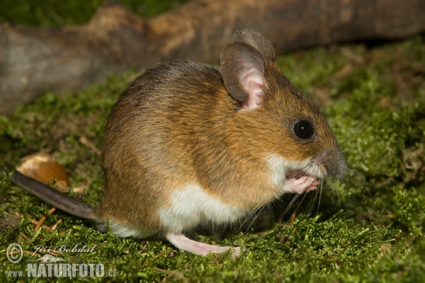 Topo selvatico dal collo giallo