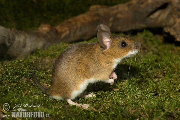 Topo selvatico dal collo giallo