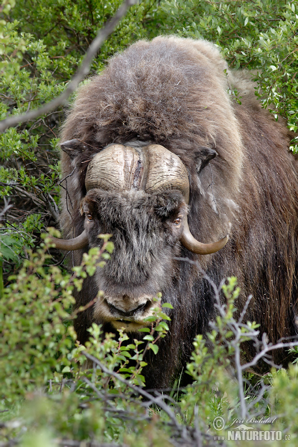 Toro almizclado buey almizclero buey-carnero