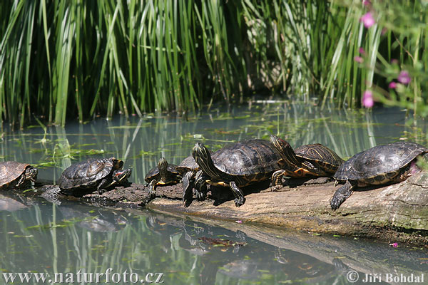 Tortuga de orejas rojas