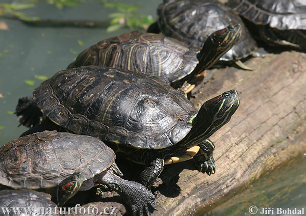 Tortuga de orejas rojas