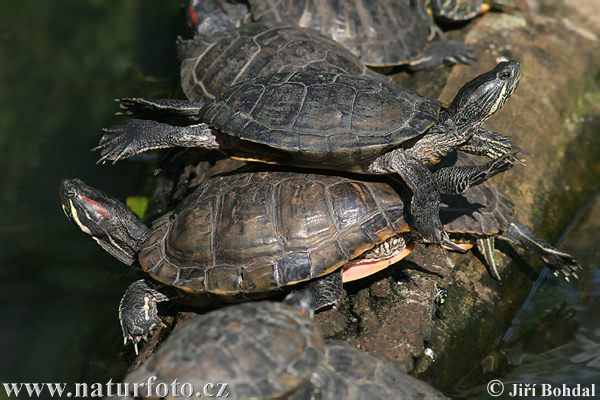 Tortuga de orejas rojas