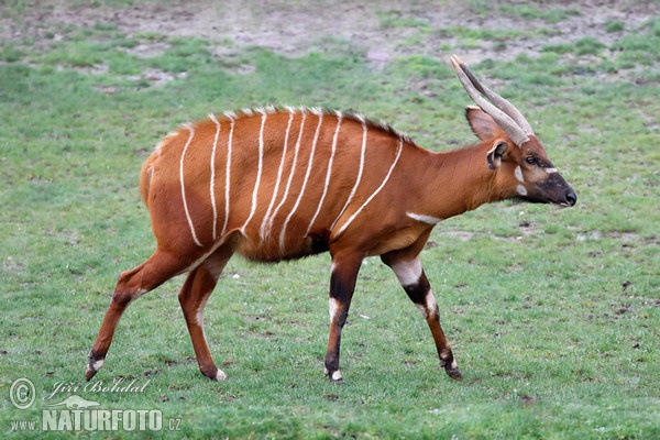 Tragelaphus eurycerus isaaci