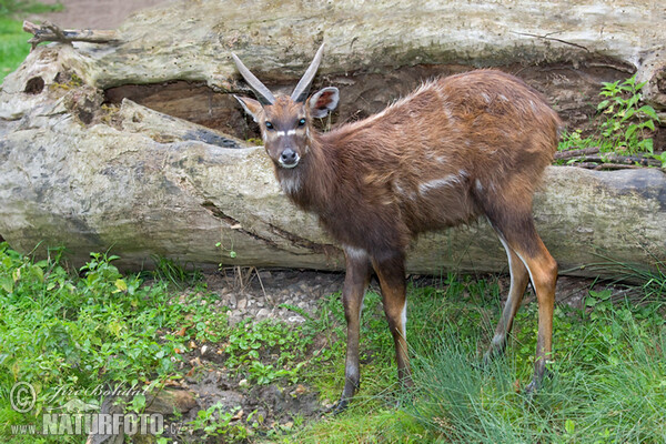 Tragelaphus spekei