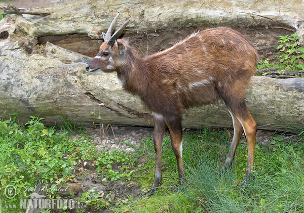 Tragelaphus spekei