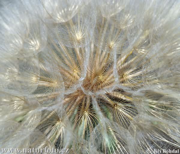 Tragopogon pratensis