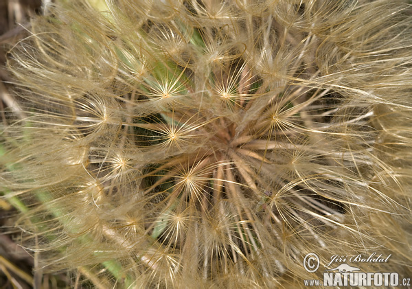 Tragopogon pratensis