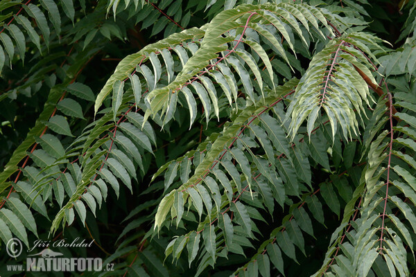 Tree-of-heaven (Ailanthus altissima)