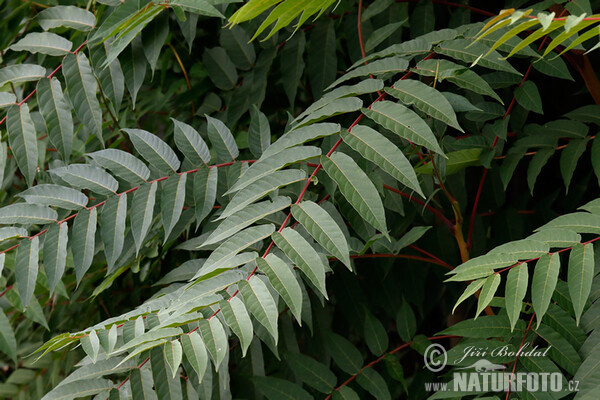 Tree-of-heaven (Ailanthus altissima)