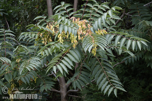 Tree-of-heaven (Ailanthus altissima)