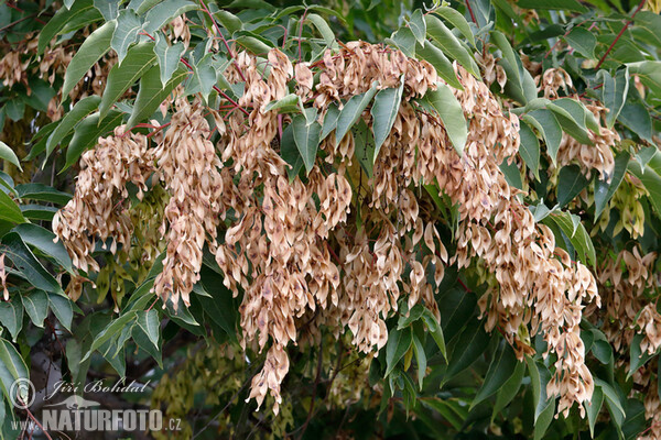 Tree-of-heaven (Ailanthus altissima)