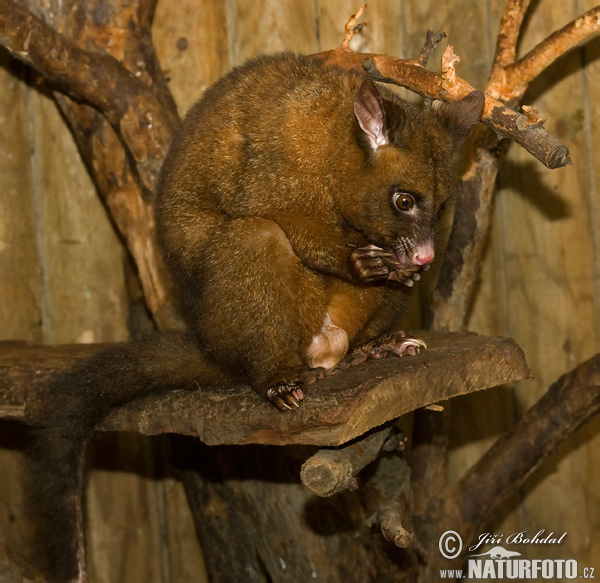 Trichosurus vulpecula