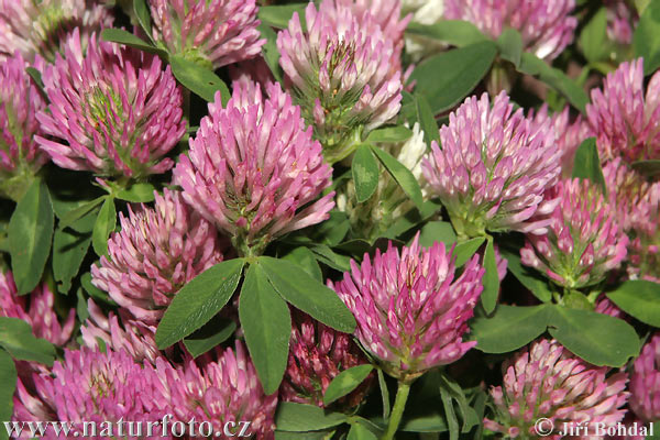 Trifolium pratense