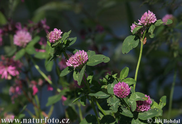 Trifolium pratense