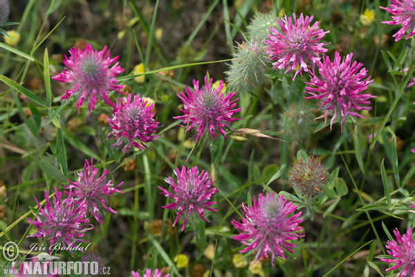 Trifolium rubens