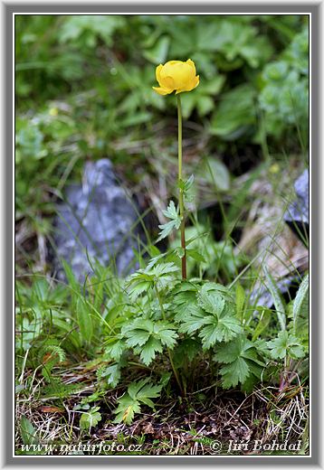 Trollius europaeus