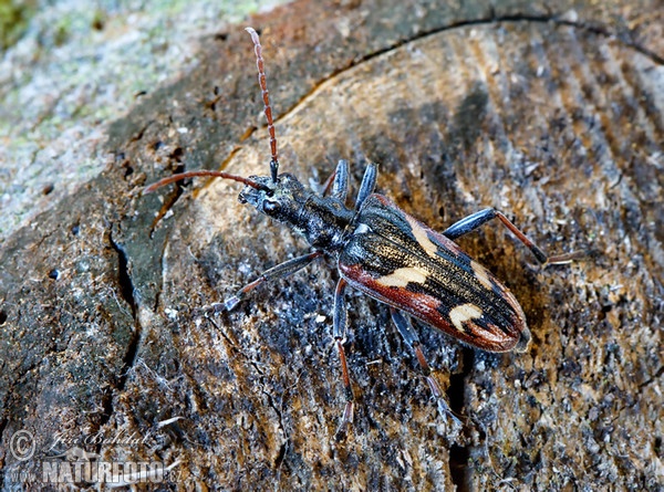 Two-banded Longhorn Beetle (Rhagium bifasciatum)