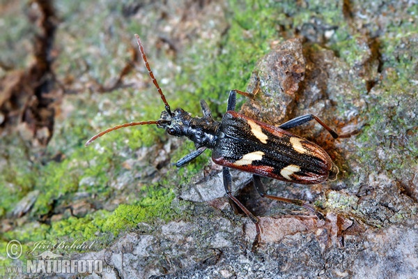 Two-banded Longhorn Beetle (Rhagium bifasciatum)