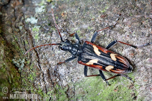 Two-banded Longhorn Beetle (Rhagium bifasciatum)