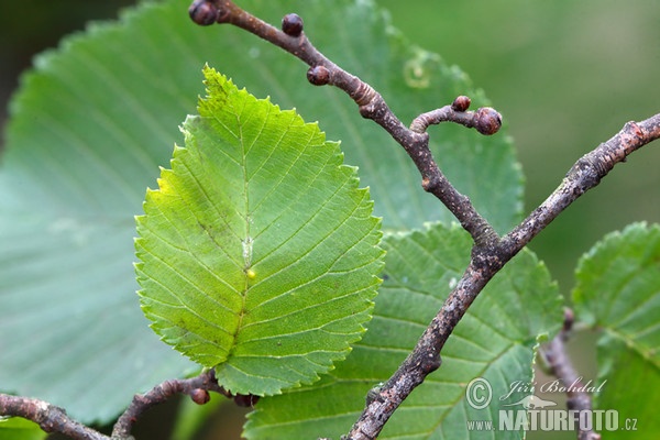 Ulmus glabra