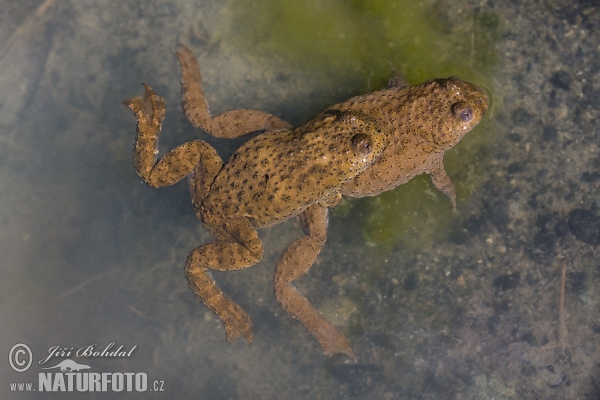 Ululone dal ventre giallo