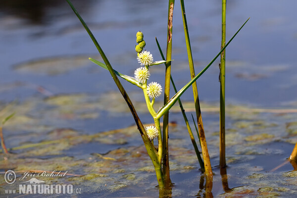 Unbranched Bur-reed (Sparganium emersum)