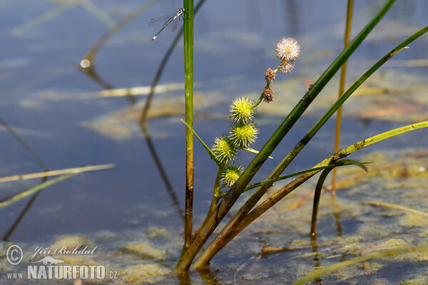 Unbranched Bur-reed (Sparganium emersum)