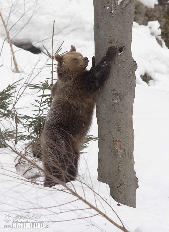 Urso-pardo