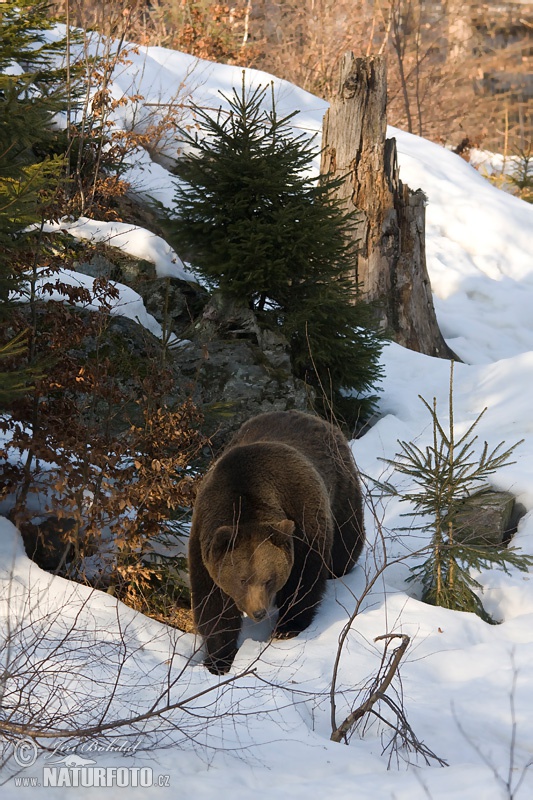 Urso-pardo