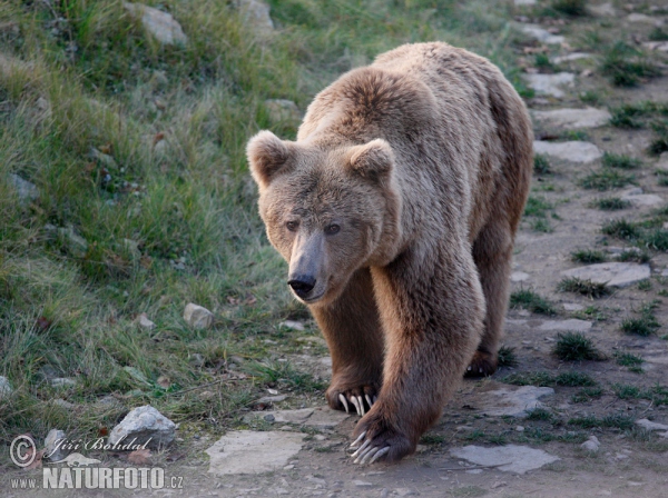 Ursus arctos isabellinus