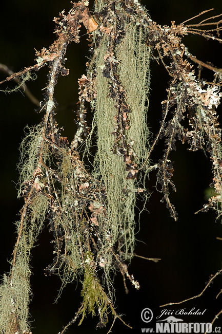 Usnea filipendula