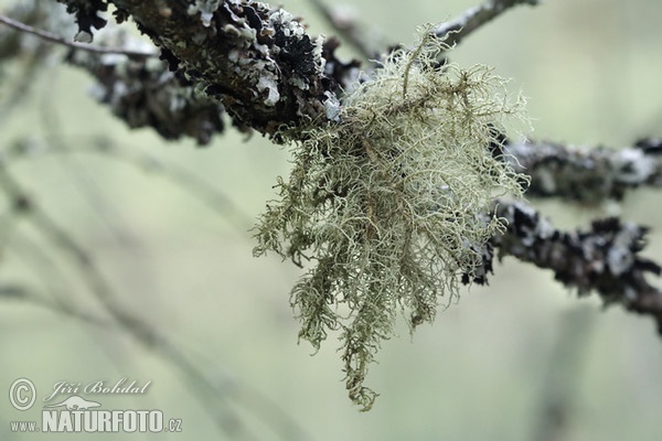 Usnea hirta