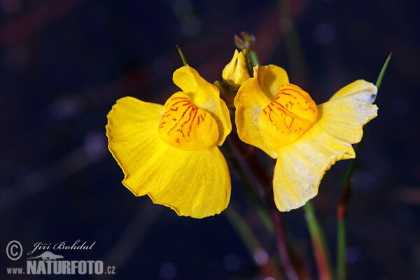 Utricularia australis