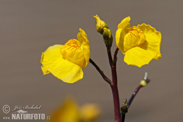 Utricularia australis