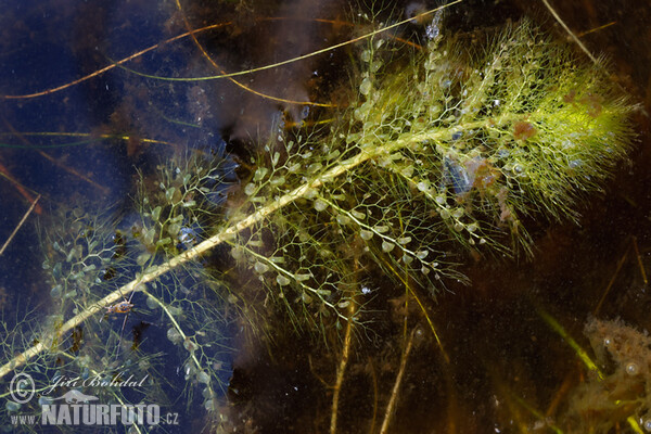 Utricularia australis