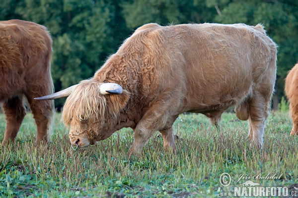 Vaca de las tierras altas