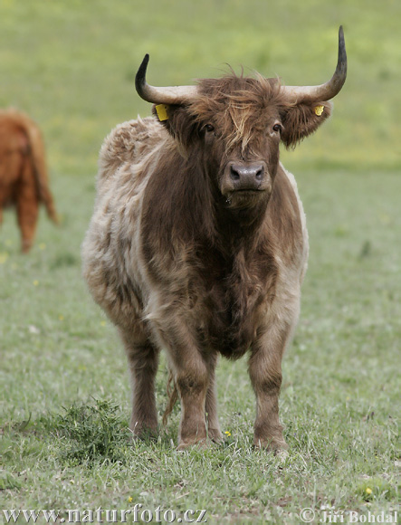 Vaca de las tierras altas
