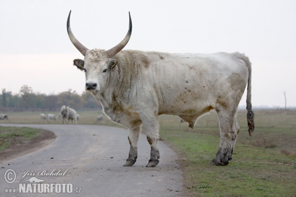 Vaca toro