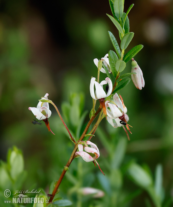 Vaccinium macrocarpon