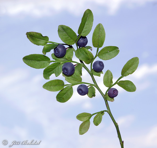 Vaccinium myrtillus