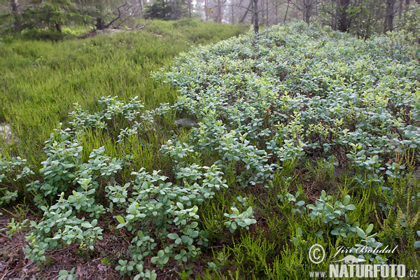 Vaccinium uliginosum