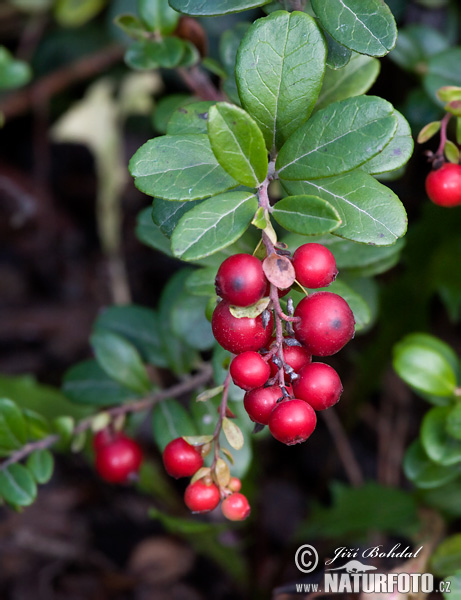 Vaccinium vitis-idaea