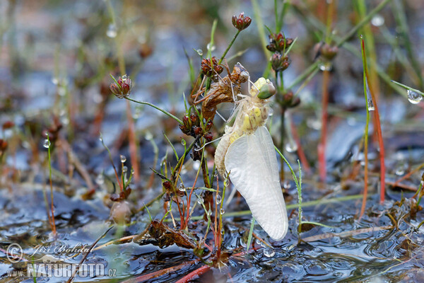 Vagrant Darter (Sympetrum vulgatum)