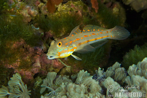 Valenciennea puellaris