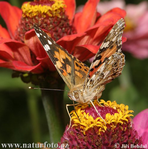 Vanessa cardui