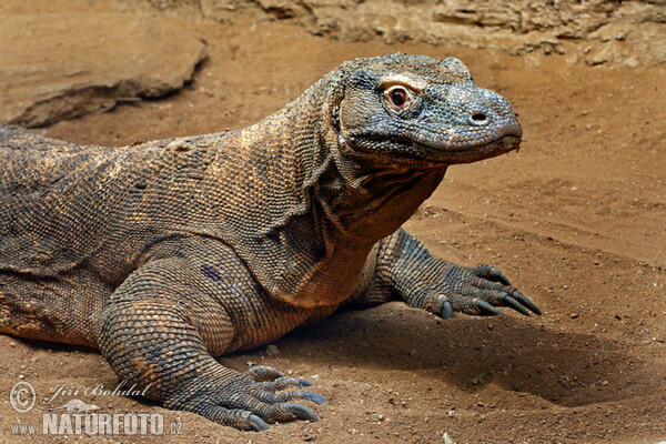 Varanus komodoensis