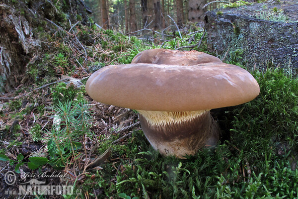 Velvet Rollrim Mushroom (Tapinella atrotomentosa)