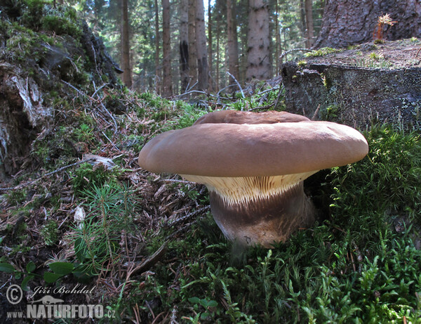 Velvet Rollrim Mushroom (Tapinella atrotomentosa)